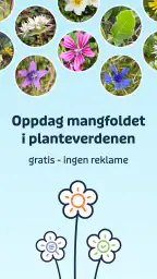 Flora Incognita screenshot