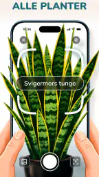 Florum: Plante identifikasjon screenshot