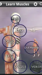 Learn Muscles: Anatomy screenshot