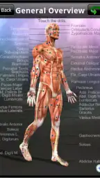 Learn Muscles: Anatomy screenshot