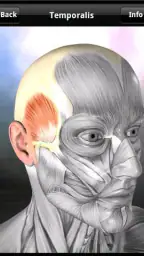 Learn Muscles: Anatomy screenshot
