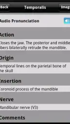 Learn Muscles: Anatomy screenshot
