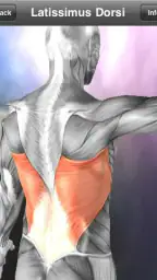Learn Muscles: Anatomy screenshot
