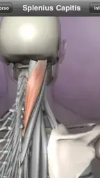 Learn Muscles: Anatomy screenshot