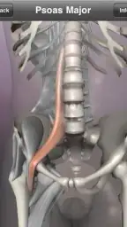 Learn Muscles: Anatomy screenshot
