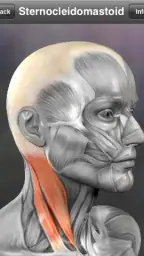 Learn Muscles: Anatomy screenshot