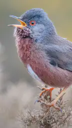 Merlin Bird ID af Cornell Lab screenshot
