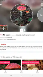 Picture Mushroom - Mushroom ID screenshot