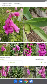 PlantNet plantegjenkjenning screenshot