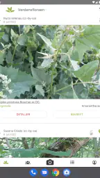 PlantNet plantegjenkjenning screenshot