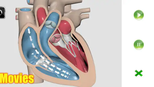 Visual Anatomy screenshot