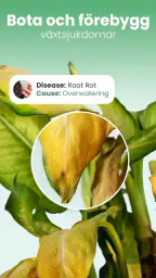 Blossom – Identifiera växter screenshot