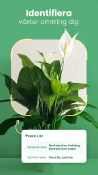 Blossom – Identifiera växter screenshot