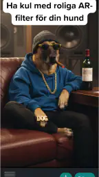 DogPack: Hundparker & Tjänster screenshot