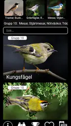 Europeiska fågelröster PRO screenshot