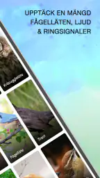 Fågelläten screenshot