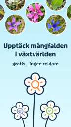 Flora Incognita screenshot