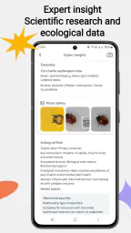 Insektsidentifierare screenshot