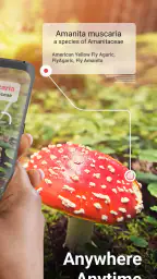 Picture Mushroom - Mushroom ID screenshot