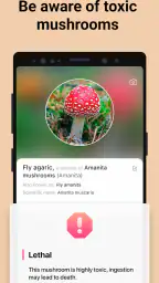 Picture Mushroom - Mushroom ID screenshot